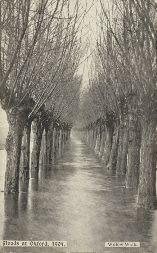 Willow Walk